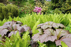 Na-zamokrene-pude-dobre-porostou-predevsim-ve-stinu-take-kapradiny