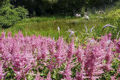 Pokud-je-nektera-cast-zahrady-opravdu-hodne-podmacena-zvazte-jestli-tu-nebude-lepsi-vytvorit-uzitecny-mokrad