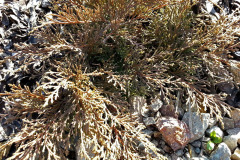 Premokreni-pudy-se-casto-pozna-az-podle-uhynu-rostlin-ktere-paradoxne-schnou-kvuli-korenovym-hnilobam