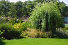 Vrba-muze-predstavovat-klidne-jen-docasneho-pomocnika-ktery-pomuze-s-upravou-vodniho-rezimu-na-zahrade