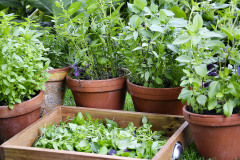 Bylinek-se-nemusite-vzdavat-ani-tehdy-kdyz-vam-chybi-zahrada.-Vetsina-z-nich-totiz-poroste-dobre-i-v-kvetinaci-na-okne