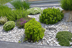 Bylinky-na-grilovani-vysadte-idealne-pobliz-terasy-nebo-u-letni-kuchyne