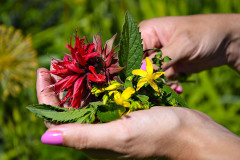 Davno-neplati-ze-pestre-kvety-do-grilovacich-smesi-nepatri.-Prave-ony-koreni-dodjai-specifickou-chut-i-barvu