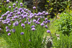 Krome-bylinkove-klasiky-muzeme-pestovat-i-mene-tradicni-bylinky-na-ktere-si-teprve-zvykame