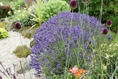 V-trvalkovych-zahonech-vyniknou-ruzne-druhy-bylinek-v-cele-s-levanduli-saturejkou-a-dobromysli