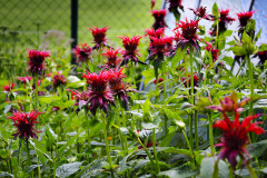 Zavinutka-se-diky-zajimavym-kvetum-casto-povazuje-za-okrasnou-trvalku