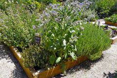 Zkuste-bylinkovy-zahonek-trosku-prizvednout-nad-teren-uvidite-jak-si-usnadnite-sklizen-i-peci-o-bylinky