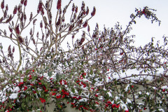 K vtáčikom prívetivá záhrada veselo hýri červenými farbami bobuliek skalníkov a súplodia sumachu. A zima je vraj smutná!