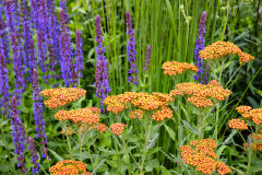 Ackoliv-se-u-trvalek-setkate-s-nazorem-ze-se-jedna-o-narocne-rostliny-ne-u-vsech-to-rozhodne-plati