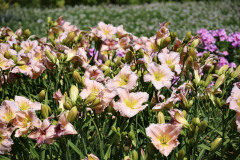 Denivky-se-hodi-do-venkovske-i-prirodni-zahrady-krasne-budou-i-ve-formalnich-trvalkovych-rabatech