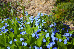 Do-podrostu-se-hodi-kobercove-trvalky-s-nizsimi-naroky-na-svetlo