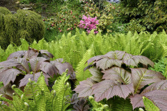 I-ve-stinu-stromu-to-muze-hrat-vsemi-barvami-krasne-budou-i-rostliny-okrasne-listem