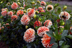 Jiriny-zazivaji-zase-zlate-casy-velmi-jim-to-slusi-mezi-trvalkami-na-venkovske-zahrade