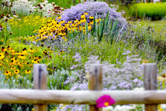 Pri-tvorbe-zahonu-se-muzete-rozhodnout-rostliny-ladit-ton-v-tonu-nebo-pro-barevny-ohnostroj-v-mnoha-barvach