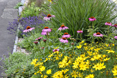 S-prerijnimi-zahony-se-dnes-bezne-setkate-i-ve-verejnem-prostoru-mest