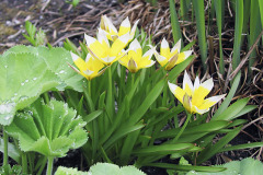 Tulipán neskorý (Tulipa tarda)