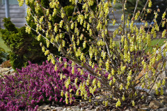 Liskovnicek-chudokvety