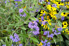 Orechokridlec-clandonsky