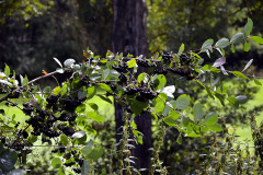 Temnoplodec-cernoplody