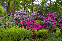 Zadna-zahrada-se-bez-keru-neobejde.-Najdete-mezi-nimi-druhy-jak-na-plne-slunce-a-do-sucha-tak-stinomilne-matadory