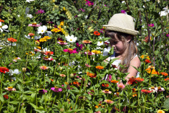 Mezi-nejoblibenejsi-letnicky-k-rezu-patri-cinie.-Dobre-rostou-a-dlouho-kvetou