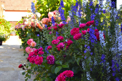 Ruze-nesmi-na-zahrade-pro-floristu-rozhodne-chybet.-Krome-cajohybridu-se-vam-budou-hodit-i-anglicke-odrudy-s-prijemnou-vuni