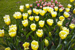 Tulipany-skliazejte-ve-fazi-poupat-takto-rozukvetle-ve-vaze-uz-moc-dlouho-nevydrzi