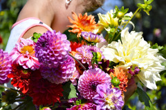 Ve-floristickem-zahonu-by-nemely-chybet-jiriny.-Jen-pocitejte-s-tim-ze-jsou-narocne-na-podminky-i-peci